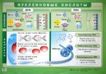 Иван Чернов - Нуклеиновые кислоты обложка книги Иван Чернов - Нуклеиновые кислоты обложка книги