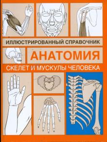 Скелет и мускулы человека