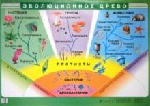 Иван Чернов - Эволюционное древо обложка книги Иван Чернов - Эволюционное древо обложка книги