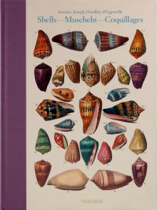 Carpita, Willmann, Willmann - Shell - Muscheln - Coquillages обложка книги Carpita, Willmann, Willmann - Shell - Muscheln - Coquillages обложка книги